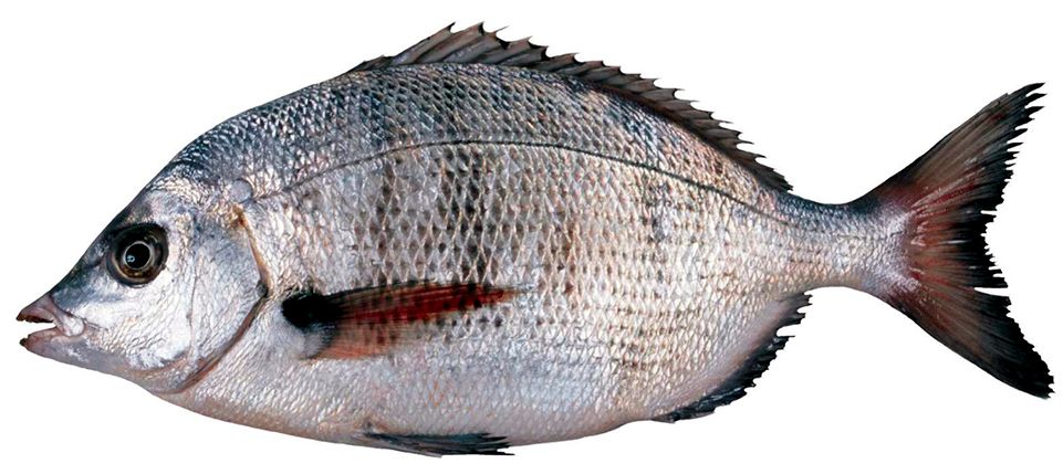 Diplodus puntazzo_04.jpg